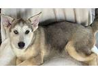 Devo Husky Puppy Male
