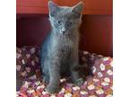 Slate Domestic Shorthair Kitten Male