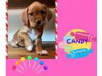 Adopt Candy a Cocker Spaniel, Terrier