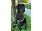 Adopt MISSY a Mastiff