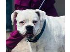 Adopt Rose a Boxer