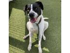 Adopt Gracie a English Pointer, Mixed Breed