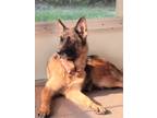 Adopt Nala Angel a German Shepherd Dog