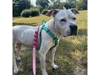 Adopt Snowy a Mixed Breed