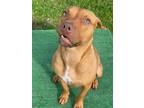 Adopt Ginger a Pit Bull Terrier, Mixed Breed