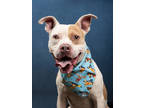 Adopt Goo Lagoon a American Staffordshire Terrier, Mixed Breed