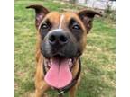 Adopt Wendi a Boxer