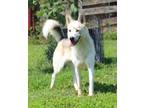 Adopt Mona a Husky