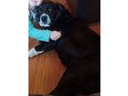 Adopt Kelly a Border Collie