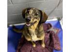 Adopt Pomegranate Martini a Australian Shepherd, Australian Cattle Dog / Blue