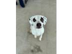Adopt Penny a Pointer, Beagle