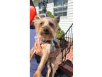Adopt Phoebe a Yorkshire Terrier