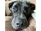 Adopt Gucci a American Staffordshire Terrier