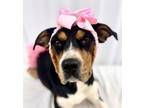 Adopt Hope a American Staffordshire Terrier, Mixed Breed