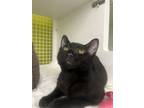 Adopt Nikki a Domestic Short Hair