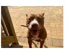 Adopt Molly a Pit Bull Terrier