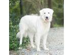 Adopt Virginia a Great Pyrenees