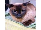 Adopt Cherise a Siamese