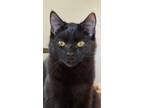 Adopt Dahlia a Domestic Short Hair