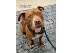 Adopt Octavia Yrly 234 a Pit Bull Terrier