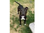 Adopt Lexi a Pit Bull Terrier