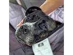 Adopt Penny a Mixed Breed