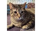 Adopt Nala a Domestic Short Hair