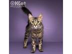 Adopt Kittay a Domestic Long Hair