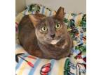 Adopt Maddy a Domestic Short Hair