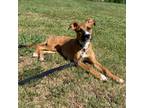 Adopt Puddin a Hound, Labrador Retriever