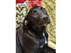 Adopt Sashimi a Labrador Retriever, Boxer