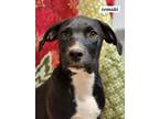 Adopt Temaki a Labrador Retriever, Boxer
