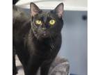 Adopt Juliet a Domestic Short Hair