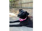 Adopt Merry Girl a Labrador Retriever, Mixed Breed