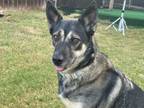 Adopt Lucy a German Shepherd Dog, Husky
