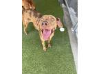 Adopt Mocha a Catahoula Leopard Dog, Mixed Breed