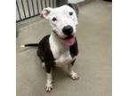 Adopt Laura a American Staffordshire Terrier