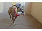 Adopt Echo a Staffordshire Bull Terrier