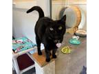 Adopt Soffie a Bombay
