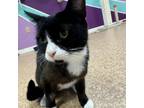 Adopt Betty Boop a Domestic Short Hair