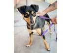 Adopt *Estee Lauder MAKEUP a Miniature Pinscher