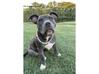 Adopt Piper PKA Biscotti a Staffordshire Bull Terrier, Pit Bull Terrier