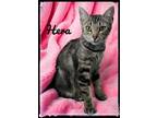 Adopt Hera a Domestic Short Hair