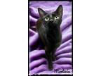 Adopt Morticia a Domestic Short Hair