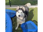 Adopt Balsamic a Husky