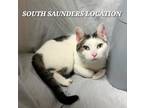 Adopt Daisy a Domestic Short Hair
