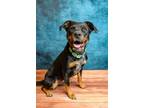 Adopt Hellzie a Rottweiler, Mixed Breed