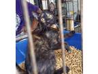 Adopt Sybil a American Shorthair