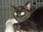 Adopt Shayna a American Shorthair
