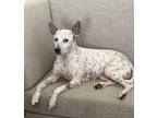 Adopt Kashi (New Digs) a Pointer